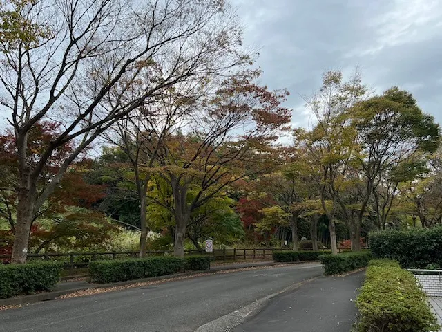 横須賀市営公園墓地の紅葉♪