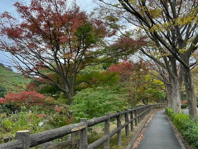 横須賀市営公園墓地の紅葉♪
